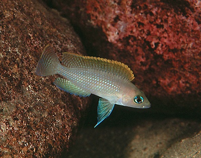 Neolamprologus caudopunctatus 'Kapampa'